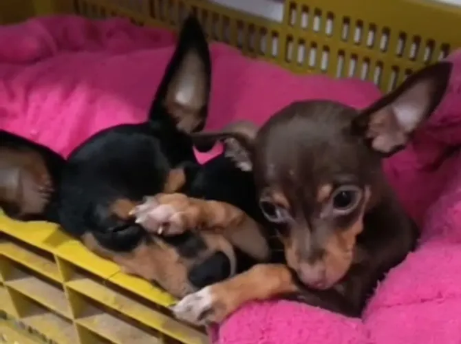 Pinscher Fêmea Zerinho