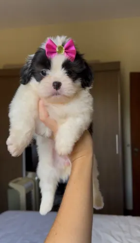 Ilhasa apso fêmea