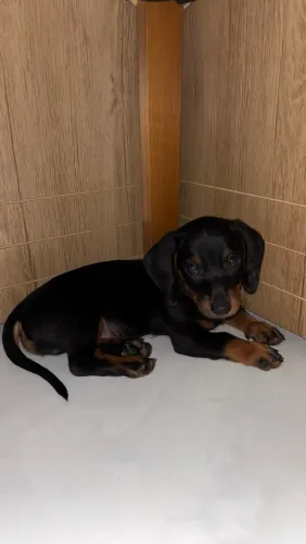 Filhote de dachshund