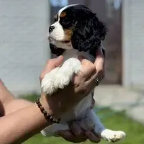 Cavalier King Charles Spaniel,Cavalier King Charles Spaniel Filhote Saudável Excelente Com