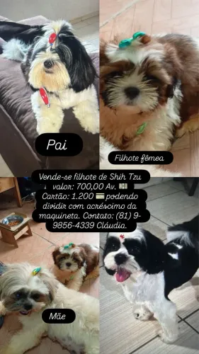 Filhote de shitzu puro 