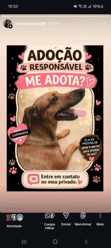 Adoção responsável de uma dog