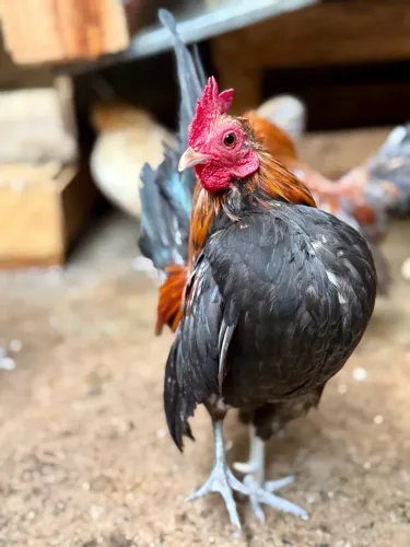Pintinhos galinha Serama