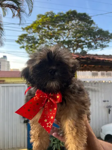 Shih Tzu