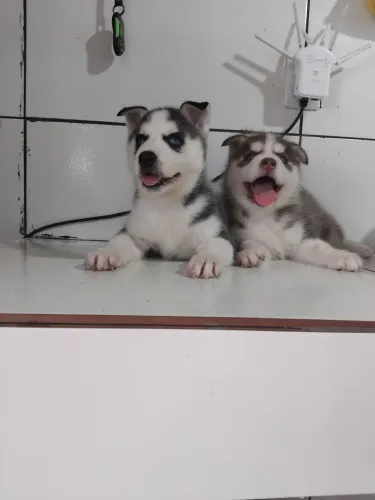 Cachorros husky siberiano