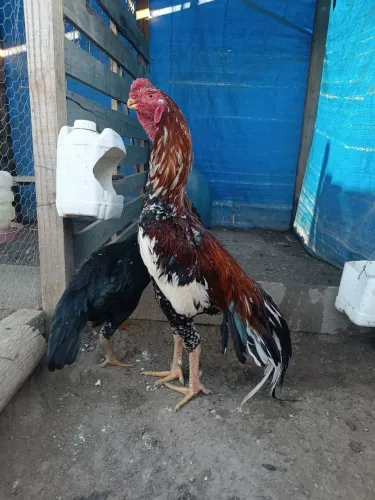 Ovos de galinha índio bico curto boiadeiro