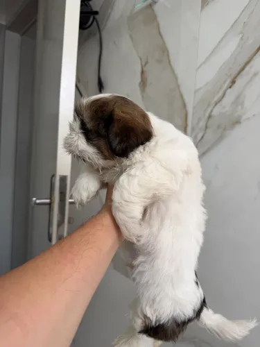 Cachorro Shitzu