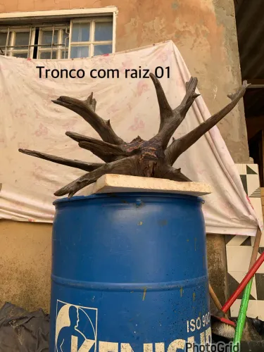 Aquarismo e lagos artificial