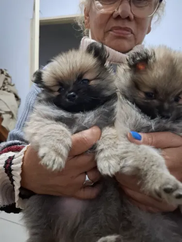 Cachorro de raça