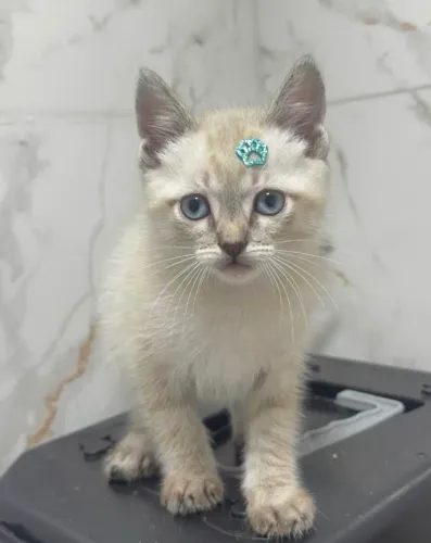 Doa se um gato angorá