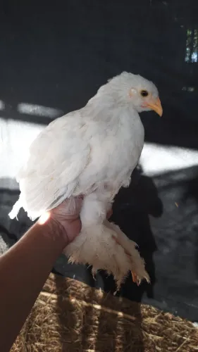 Vende- se Brahmas Puros
