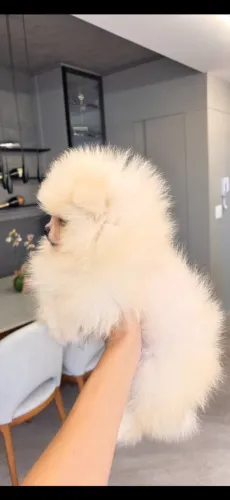 Spitz alemão anão/lulu