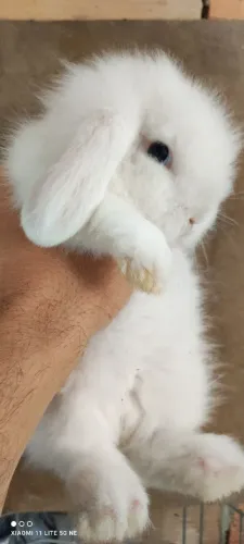 LindDos filhotes de coelho