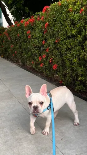 Buldogue Francês 