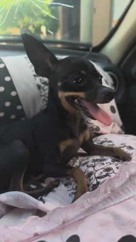 ? PROCURA-SE UM GENRO CANINO! ?