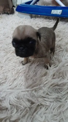 Cachorro  de raça  pug puro de valor  1500