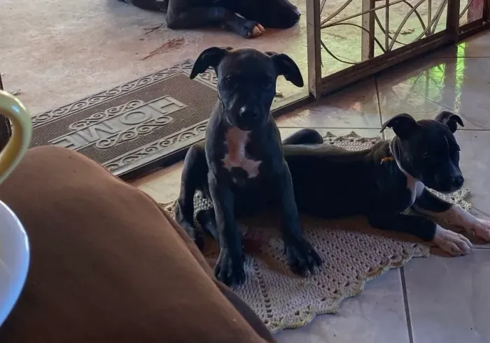 Pitbull filhote