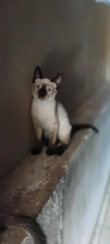 doa se dois gatinhos lindo