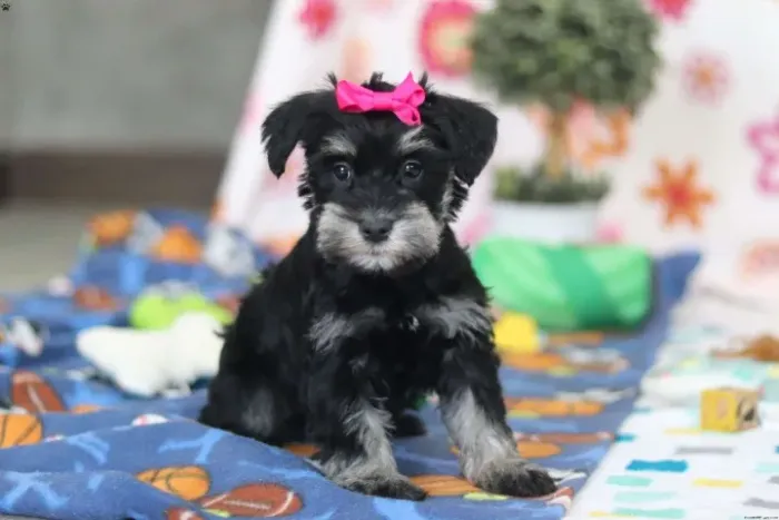 Schnauzer - Entrega Rápida - Aproveite