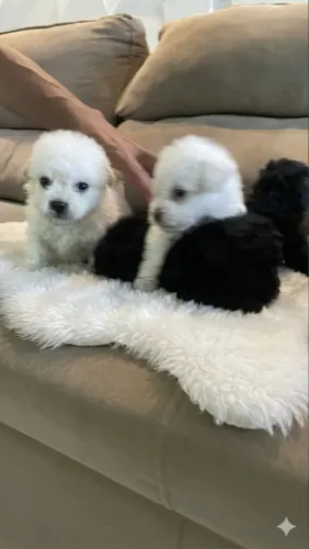 Poodle toy machos