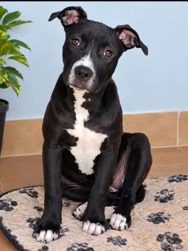 VENDO CACHORRA PITBULL FEMEA DE 4 MESES