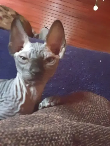 Filhote gato sphynx