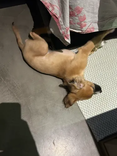 Doa-se Filhote de Pinscher com shihtzu 