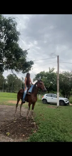 Égua a venda