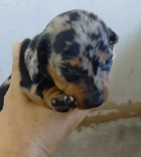Filhote de Basset dachshund Fêmea Arlequim mofada mofadinha
