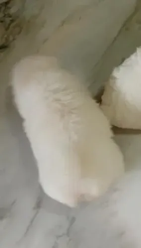 Filhotes de Spitz alemão branquinhas e branquinhos R$ 3,000 legítimos temos loja física 3