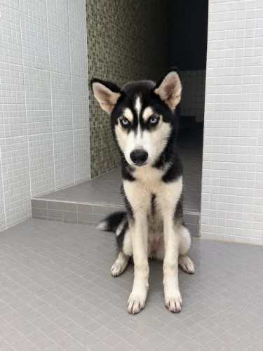 Vendo filhote de Husky Siberiano fêmea