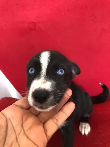 Cachorrinhas para adoção 