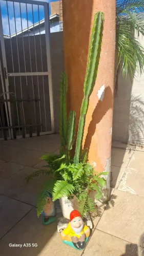 Cacto