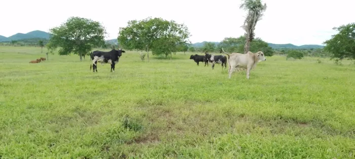 Belíssima fazenda de, aproximadas 270t, casa sede boa, curral  na região de Serra  Preta