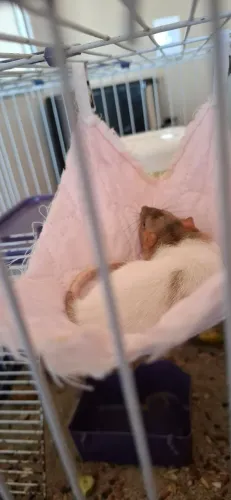 Rato twister