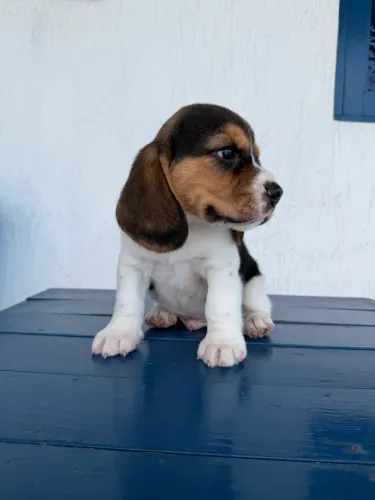 Filhote de Beagle amigo quatro patas