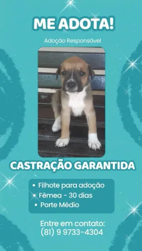 Adoção responsável