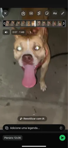 Doação pitbull fêmea dócil