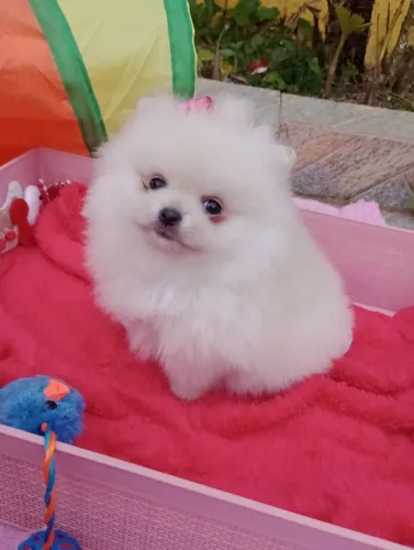 Spitz fêmea micro, Ursinha Baby face em 10x no Cartão