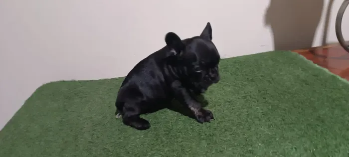 Bulldog