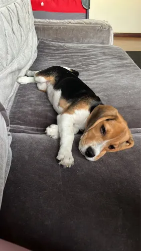 Beagle fêmea