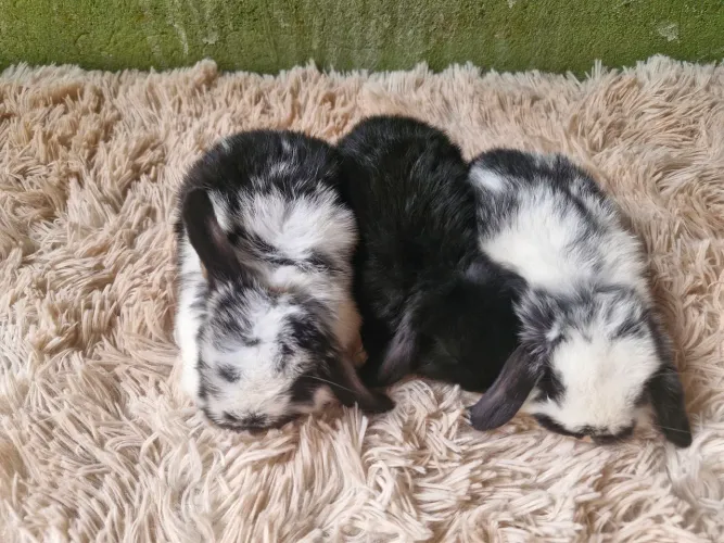 Mini coelhos