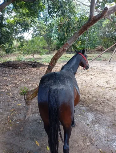 Égua prenha perto de pari