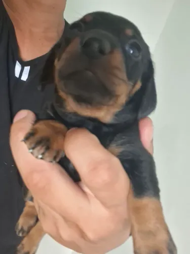 Daschund filhotes 