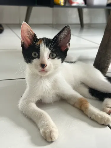 Doação Responsável