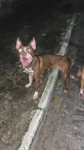 Pitbull 