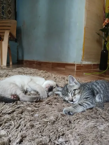 Estou doando gatinhos machos!