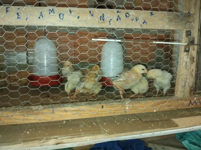 Pintinhos de raca melhorada