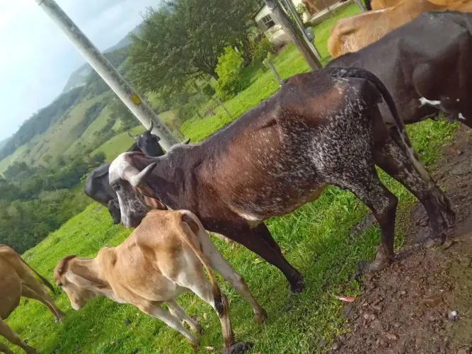Vendo  novilha 