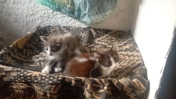 Doação Gatinhos Filhotes